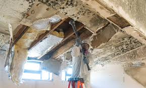 Why You Should Choose Our Mold Remediation Services in Baker City, OR